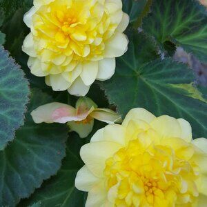 Meet your Posher, Renee